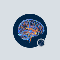 Vascular brain 1
